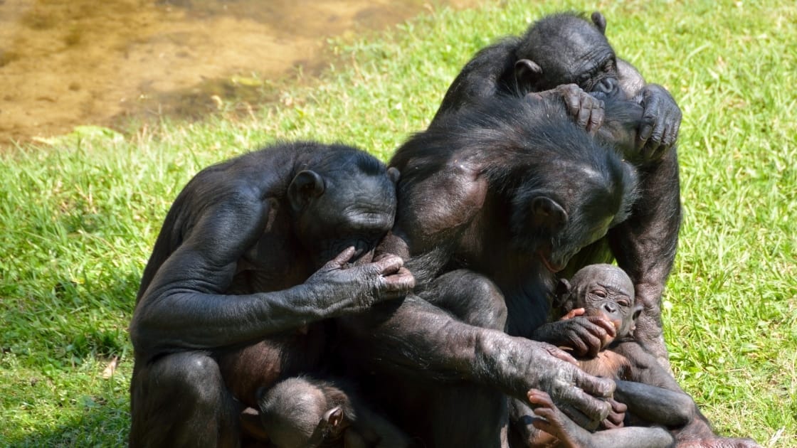 sekelompok simpanse saling berpelukan